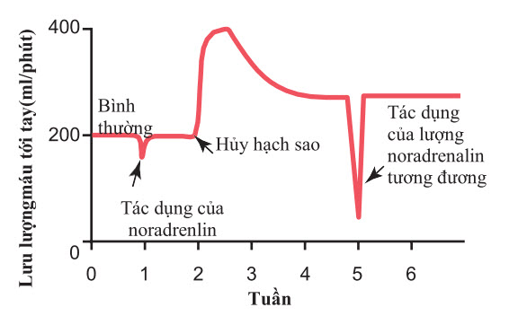 Tác động của hủy giao cảm