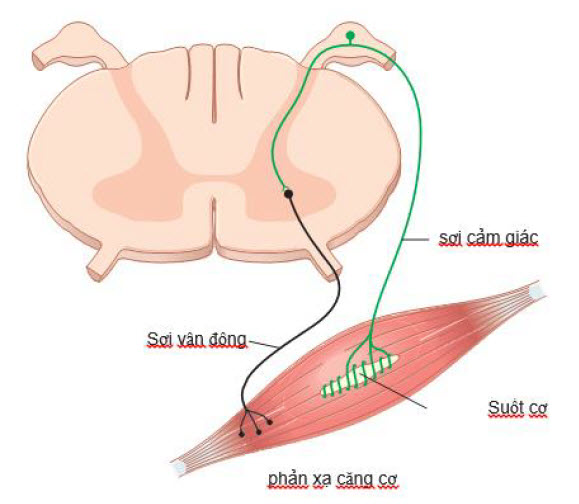 Mạch thần kinh của phản xạ duỗi