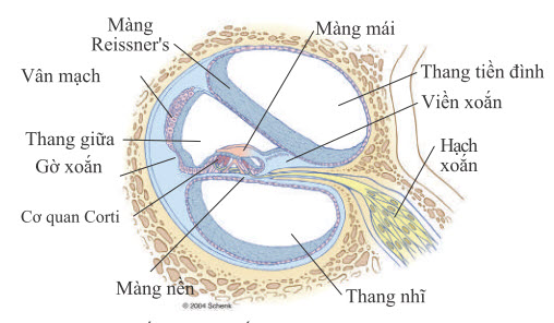 Mặt cắt qua một trong các ngã rẽ của ốc tai