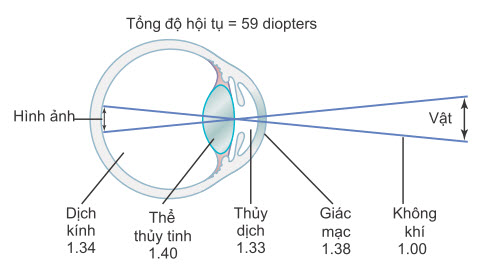 Mắt như một chiếc máy ảnh. Các con số là chỉ số khúc xạ