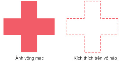 Mô hình kích thích xảy ra trong vỏ não thị giác để phản ứng với hình ảnh võng mạc của một cây thánh giá tối