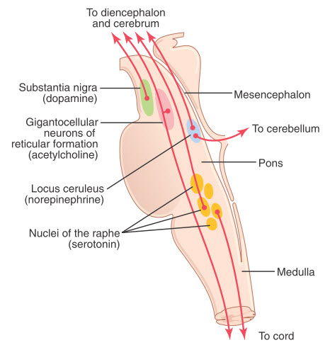 Nhiều trung tâm trong thân não