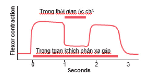 Phản xạ cơ gấp cho thấy sự ức chế tương hỗ