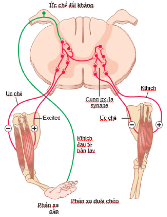 Phản xạ uốn dẻo, phản xạ kéo dài chéo và ức chế tương hỗ