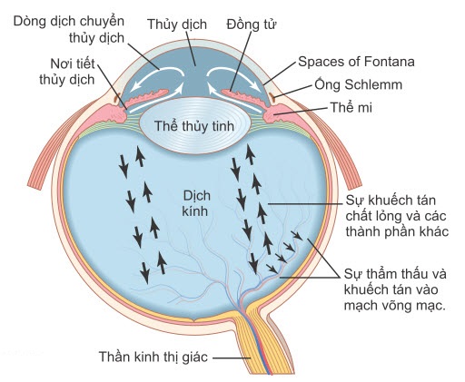 Sự hình thành và dòng chảy của dịch trong mắt