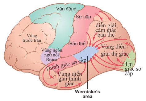 Tổ chức các khu vực liên kết thính giác