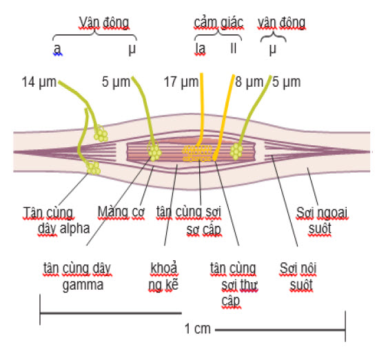 Trục cơ, mối quan hệ của nó với các sợi cơ xương lớn ngoài thời kỳ mãn kinh