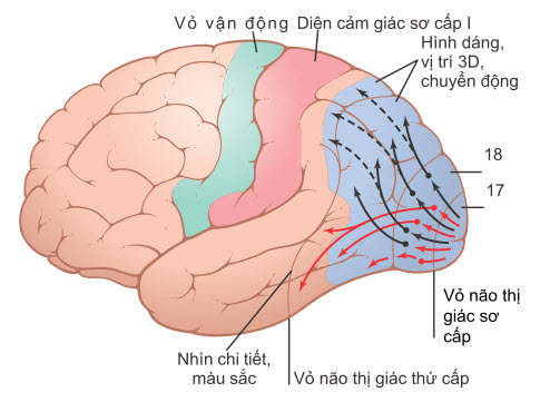 Truyền tín hiệu thị giác từ vỏ não thị giác sơ cấp đến các vùng thị giác thứ cấp