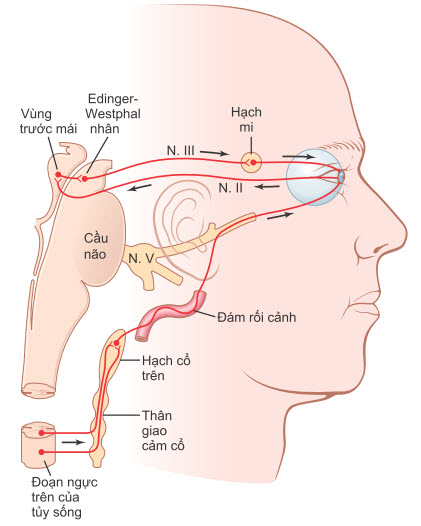 Tự động hóa nội tâm của mắt, cũng hiển thị cung phản xạ của phản xạ ánh sáng