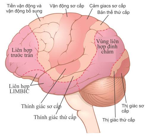 Vị trí của các khu vực liên kết chính của vỏ não