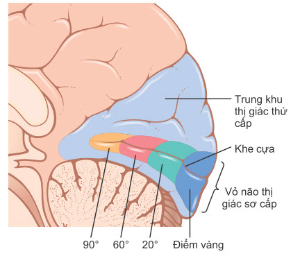 Vỏ não thị giác ở vùng khe cựa của vỏ chẩm giữa