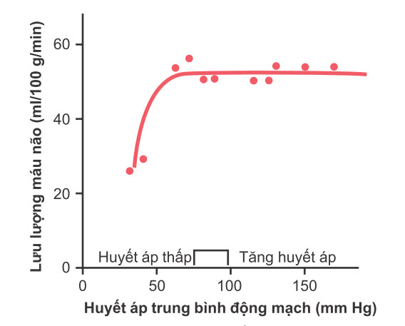 Ảnh hưởng của sự khác biệt về huyết áp trung bình