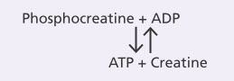 ATP và phosphocreatine