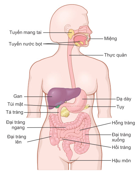 Bộ máy tiêu hóa