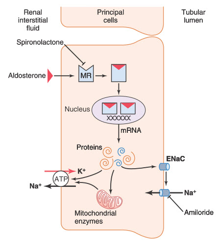 Các con đường tín hiệu tế bào biểu mô đáp ứng với Aldosterone