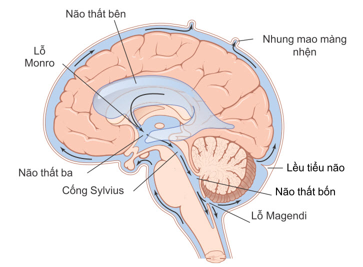 Đường đi của dòng dịch não tủy