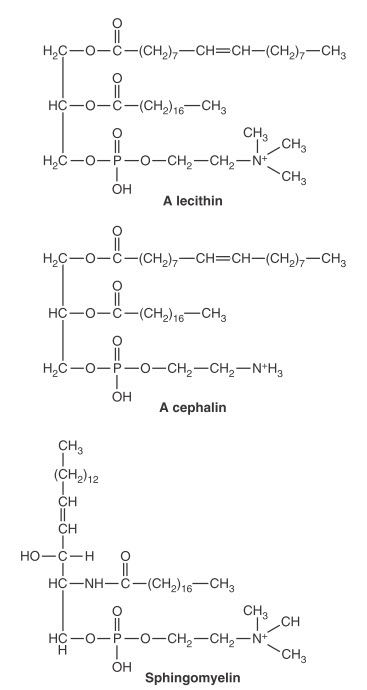 Các phospholipid điển hình