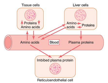 Cân bằng thuận nghịch giữa các protein mô