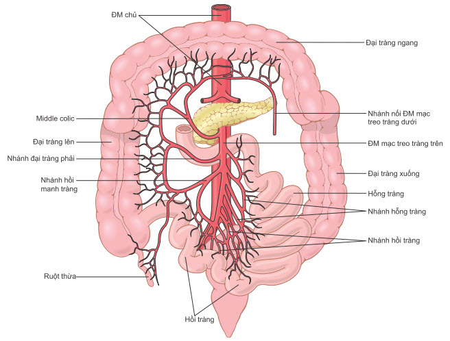 Cung cấp máu động mạch cho ruột qua mạc treo ruột