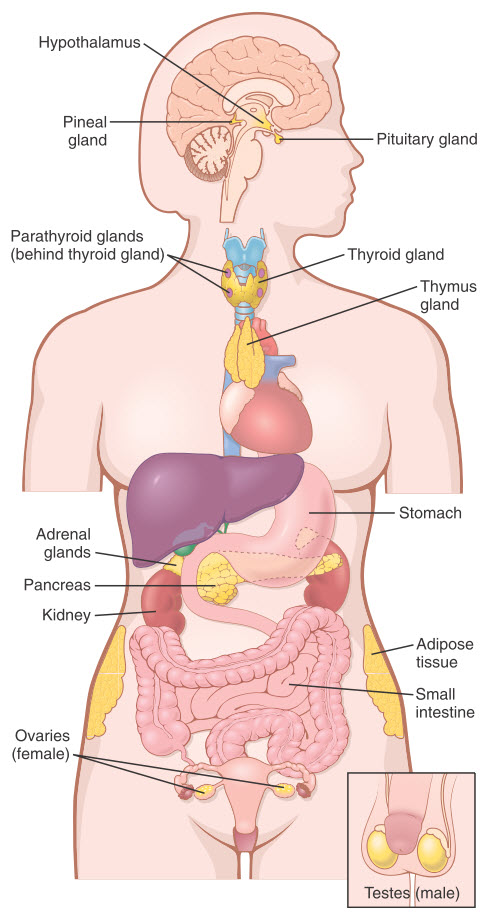 Cấu trúc giải phẫu của các tuyến nội tiết