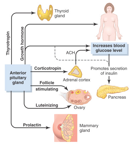 Chức năng chuyển hóa của các hormone thùy trước tuyến yên