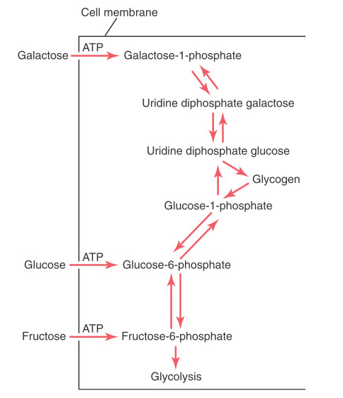 Chuyển đổi giữa ba monosaccharide chính