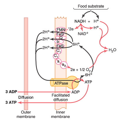 Cơ chế chemiosmotic của ty thể