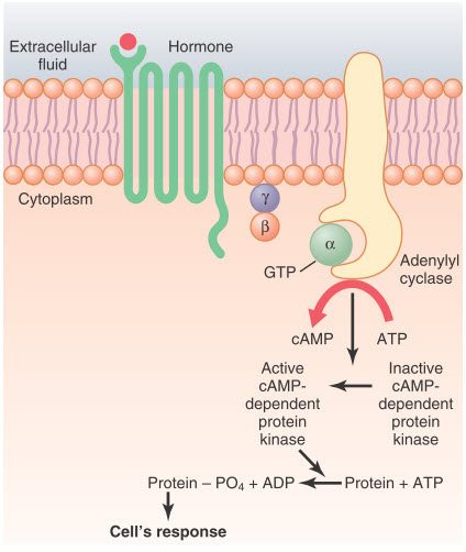 Cơ chế chu kỳ adenosine monophosphate