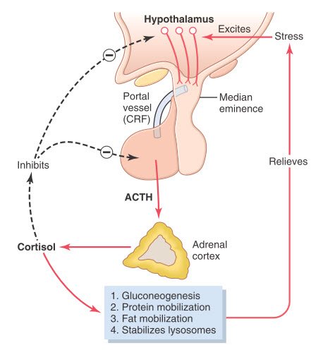 Cơ chế điều hòa bài tiết glucocorticoid