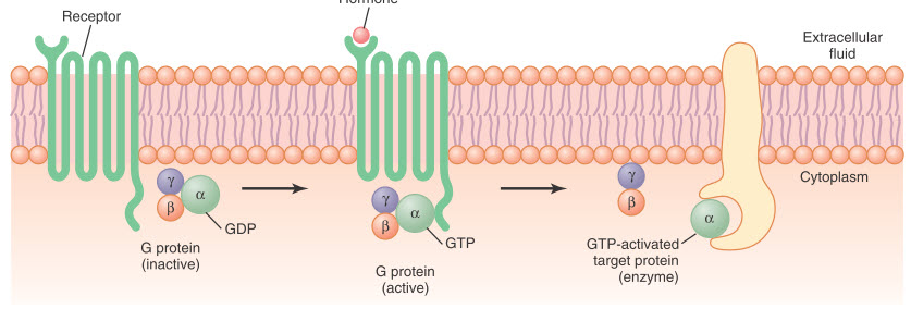 Cơ chế hoạt hóa thụ thể liên kết với protein G