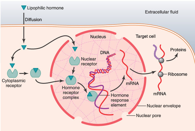 Cơ chế tương tác của hormone kỵ nước