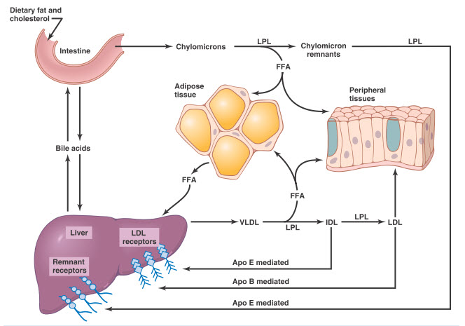 Con đường chuyển hóa chính của chylomicrons