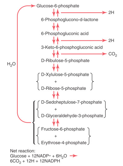 Con đường pentose phosphate để chuyển hóa glucose