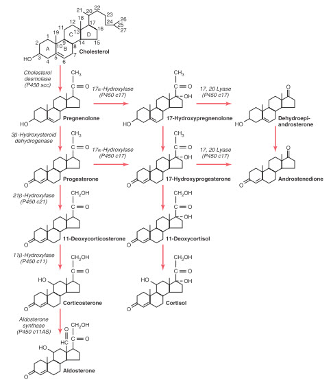Con đường tổng hợp hormone steroid