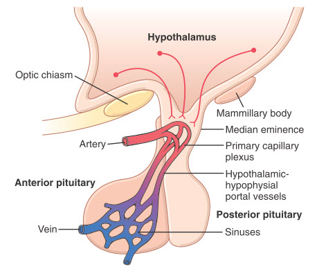 Cổng thông tin hạ đồi tuyến yên