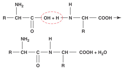 Công thức protein