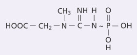 Creatinine phosphate