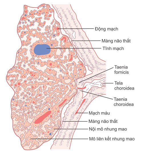 Đám rối màng mạch trong não thất bên