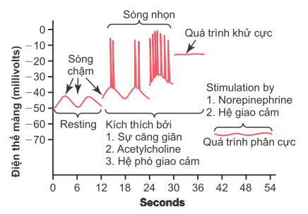 Điện thế màng trong cơ trơn ruột