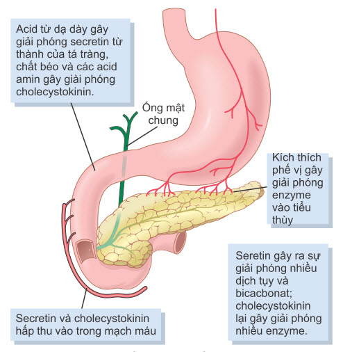 Điều hòa bài tiết của tuyến tụy