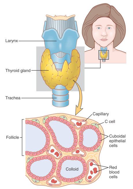 Giải phẫu và vi thể của tuyến giáp