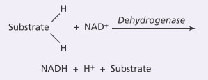 Giải phóng hydro