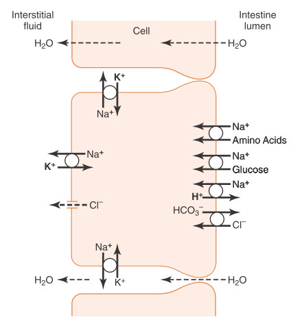 Hấp thụ natri, clorua, glucose và axit amin