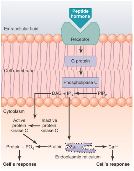 Hệ thống thông tin thứ hai phospholipid