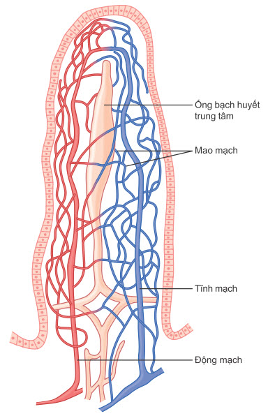 Hình ảnh vi mạch của nhung mao