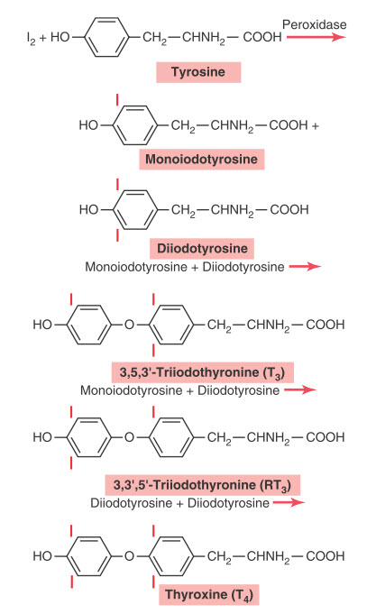 Iod hóa hình thành thyroxine và triiodothyronine