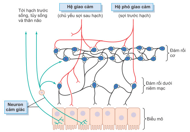 Kiểm soát thần kinh của thành ruột