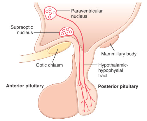 Kiểm soát vùng hạ đồi của thùy sau tuyến yên