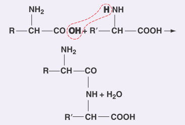 Liên kết peptid