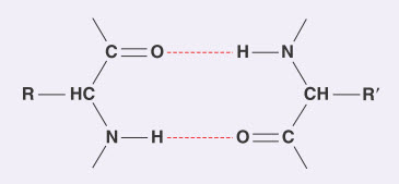 Liên kết protein